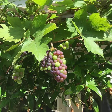 Grove House Bed & Breakfast 4* York